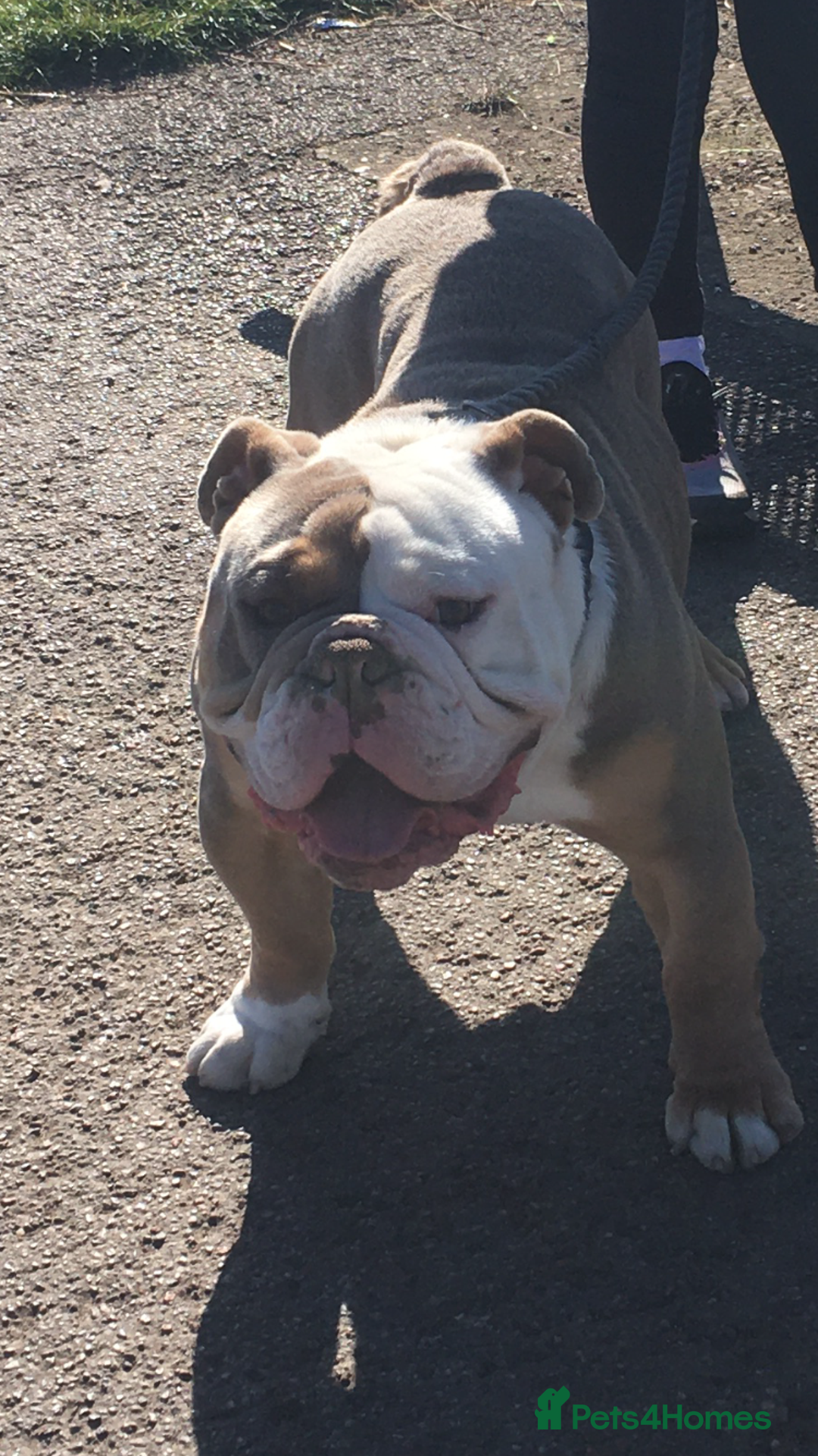 Olde English Bulldogge dogs for stud: Old English bulldog  - Advert 5