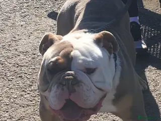 Olde English Bulldogge dogs Old English bulldog - Advert 20