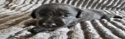 Labrador Retriever dogs for sale: Labrador Puppies - Advert 12