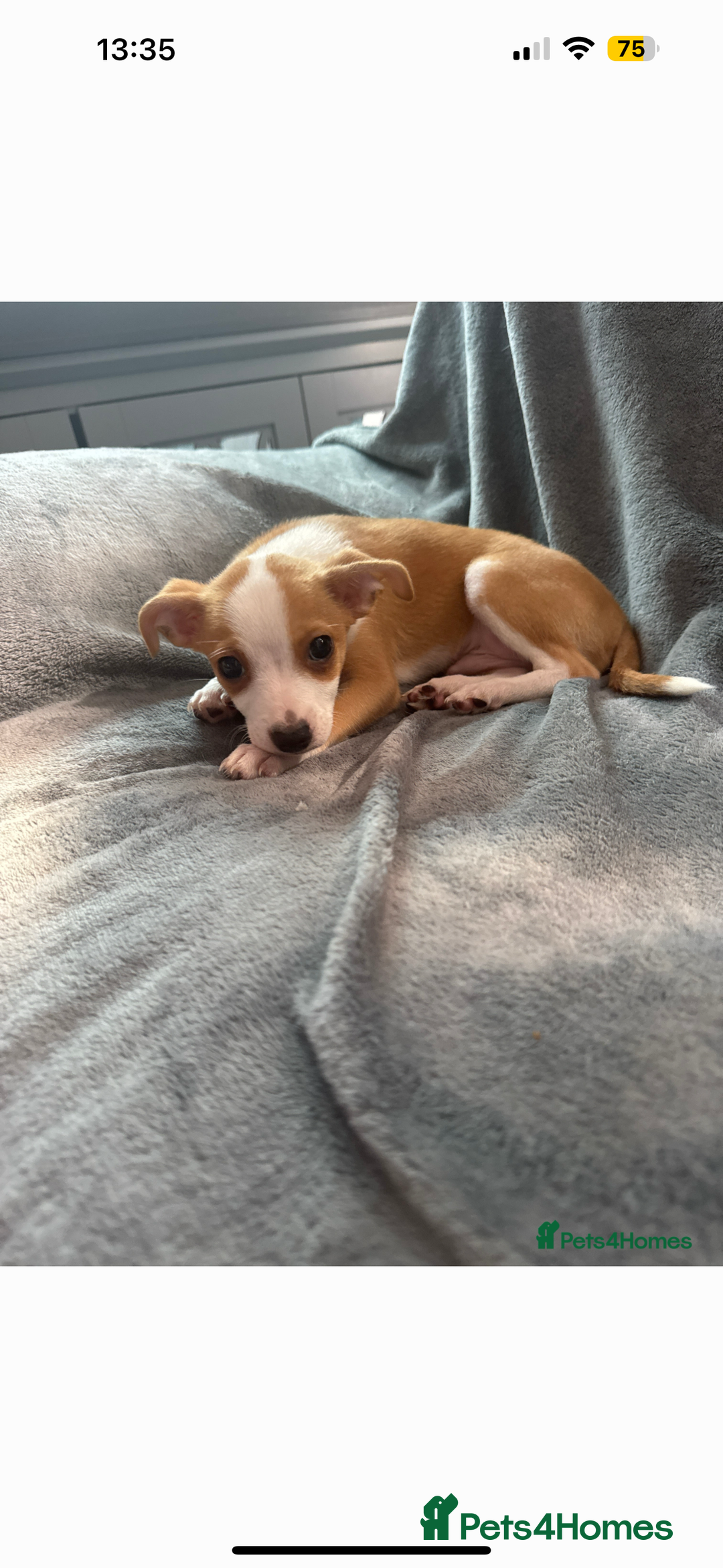 Mixed Breed dogs for sale: 2 MALEs LEFT. Ready to leave. Jack Russell cross - Image 3