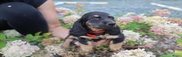 Miniature Dachshund dogs for sale: Outstanding KC Black & Tan Miniature Dachshund Boy - Advert 4