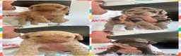 Cockapoo dogs for sale: F1b cockapoo puppies  - Advert 16