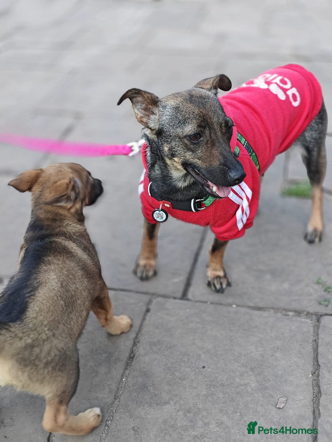 Mixed Breed dogs for adoption: 💖🐶 MALVA 🐶💖 - Image 11