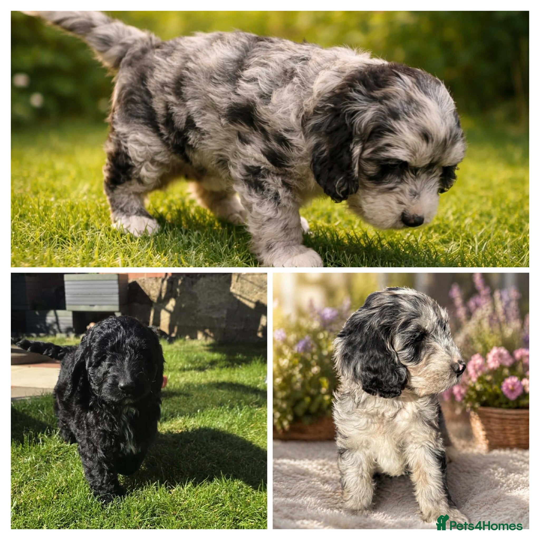 Australian Labradoodle dogs READY AUSTRALIAN LABRADOODLE FOR A NEW HOME - Advert 1