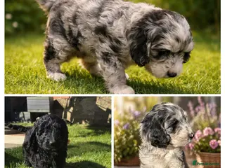 Australian Labradoodle dogs READY AUSTRALIAN LABRADOODLE FOR A NEW HOME - Advert 1