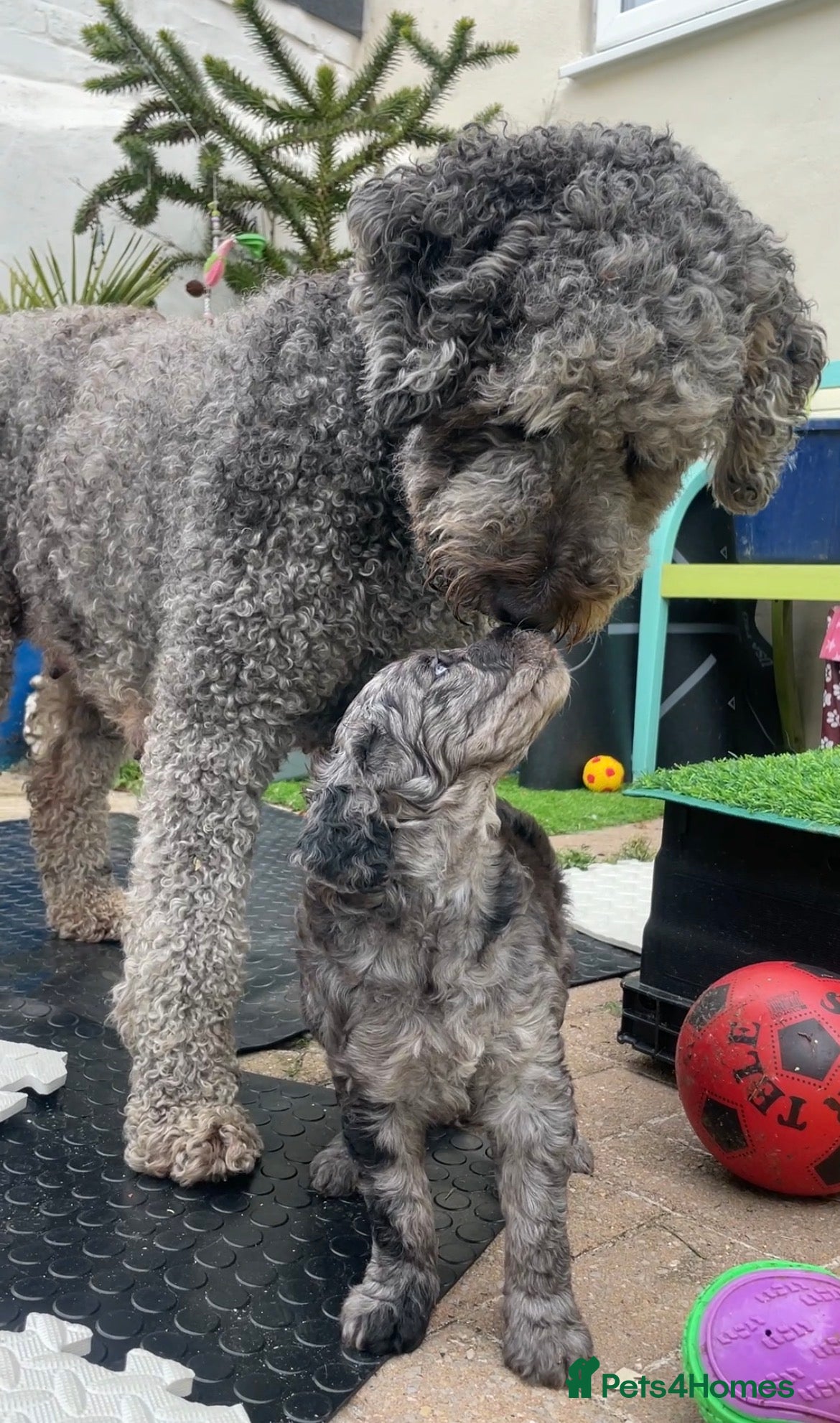 Double Doodle dogs Ultimate Double Doodles - lovely temperaments - Advert 2