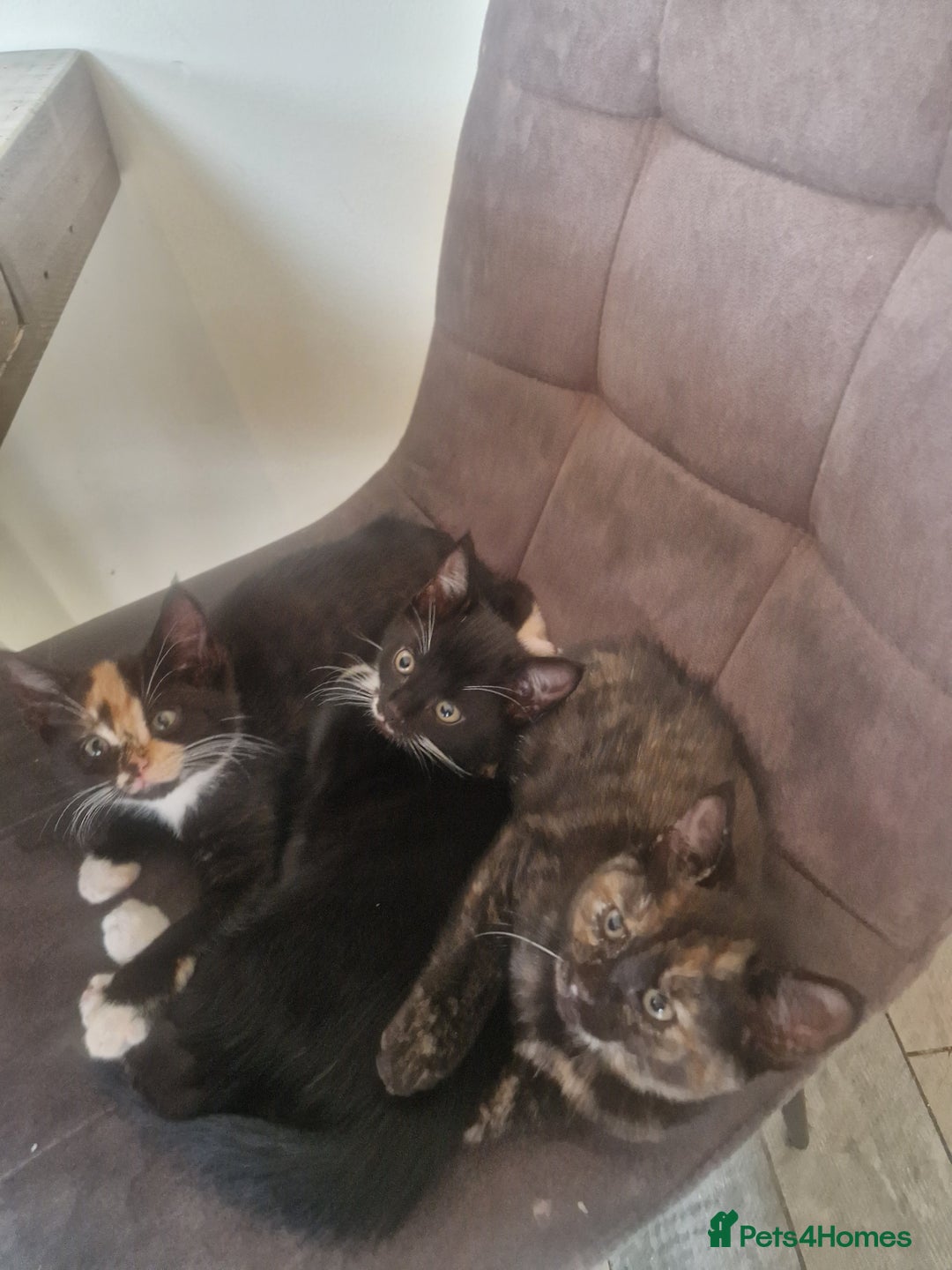 Mixed Breed cats for sale: Beautiful kittens  - Advert 2