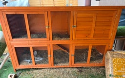 Guinea Pig rodents for sale: 2 Male Guinea Pigs & Hutch - Image 3