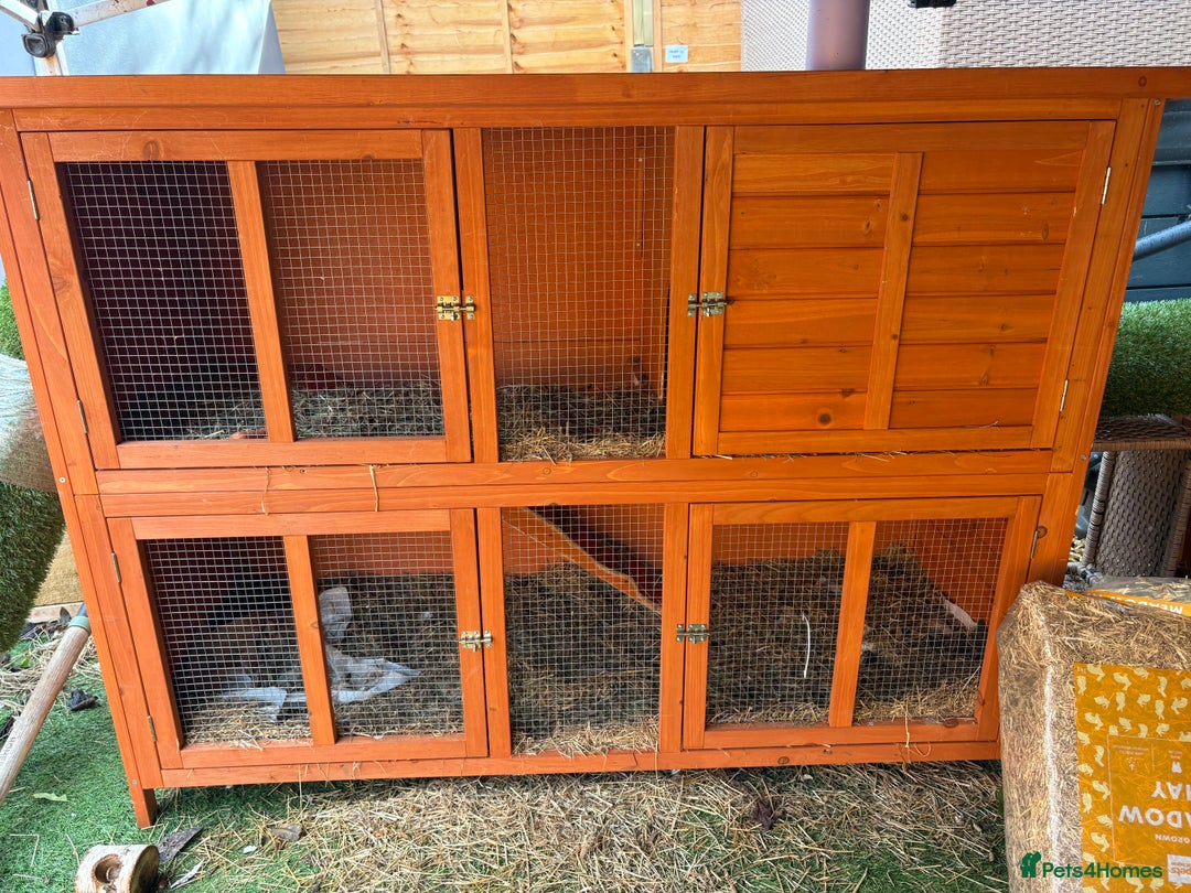 Guinea Pig rodents for sale: 2 Male Guinea Pigs & Hutch - Image 3