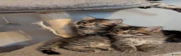 Maine Coon cats for sale: 🩵🩷Maine coon cross kitty's ready now 🩷🩵 - Advert 11