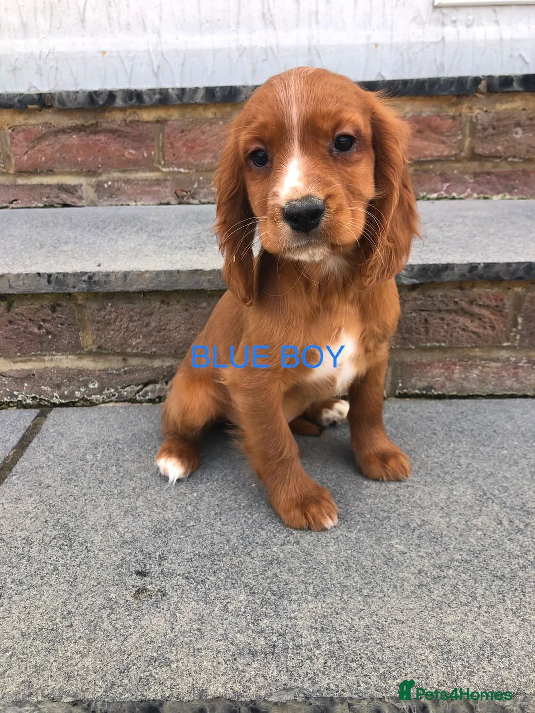Cockalier dogs for sale: 1 boy only left Ruby red cockalier  - Advert 21