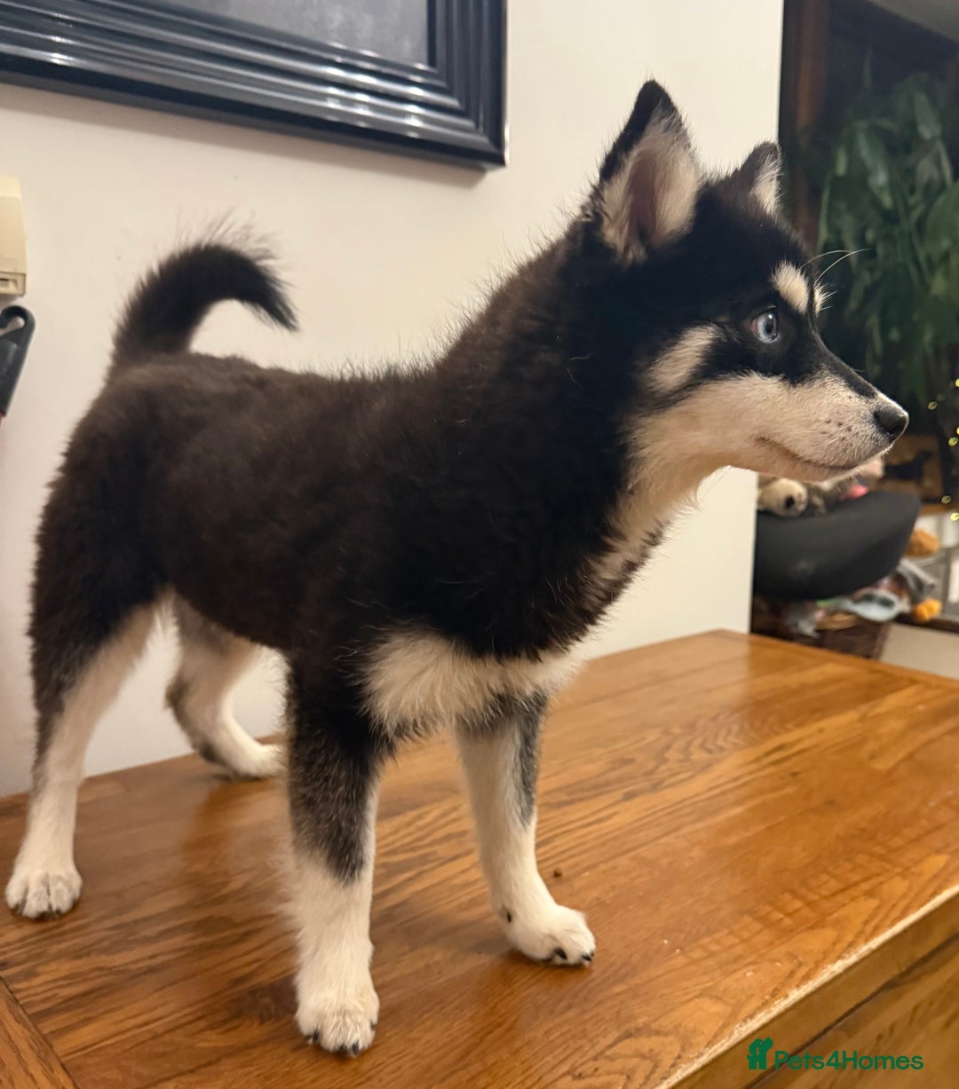 Pomsky dogs for sale: Honey I shrunk the Husky 😂 Genuine Toy size pomsk - Advert 7