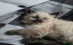 Ragdoll cats for sale: Beautiful female ragdoll kitten - Advert 4