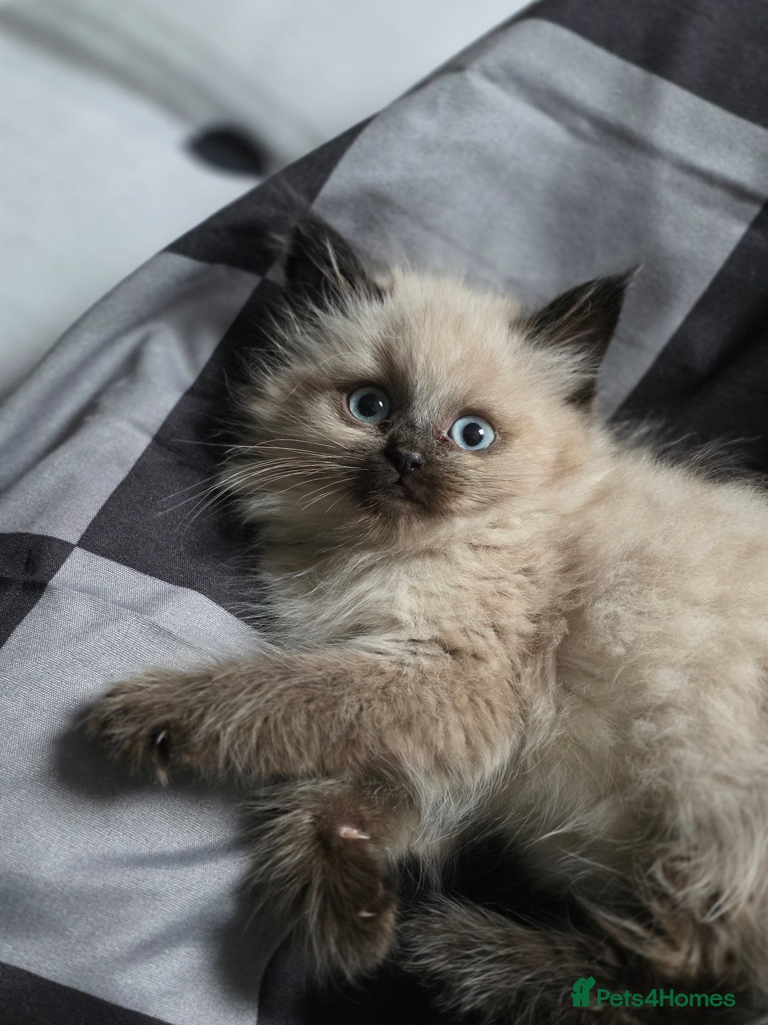 Ragdoll cats for sale: Beautiful female ragdoll kitten - Advert 4