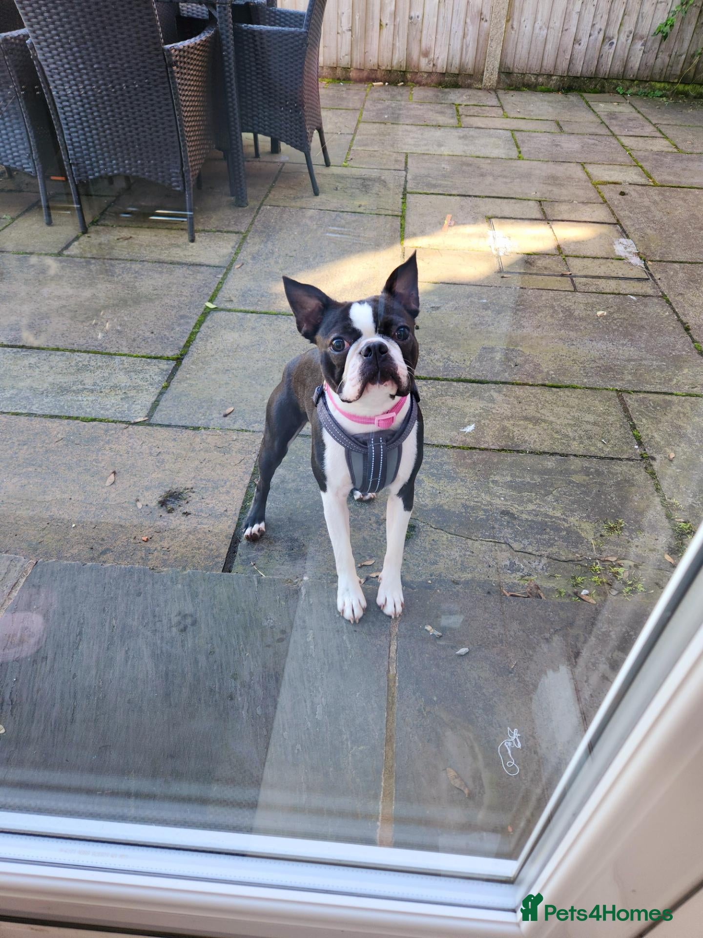Boston Terrier dogs Health-Tested KC Registered Boston Terrier Puppies - Advert 1