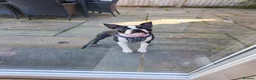Boston Terrier dogs for sale: Health-Tested KC Registered Boston Terrier Puppies in Salford - Advert 1