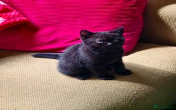 Scottish Fold cats for sale: 4 lovely kittens looking for new family  - Image 30