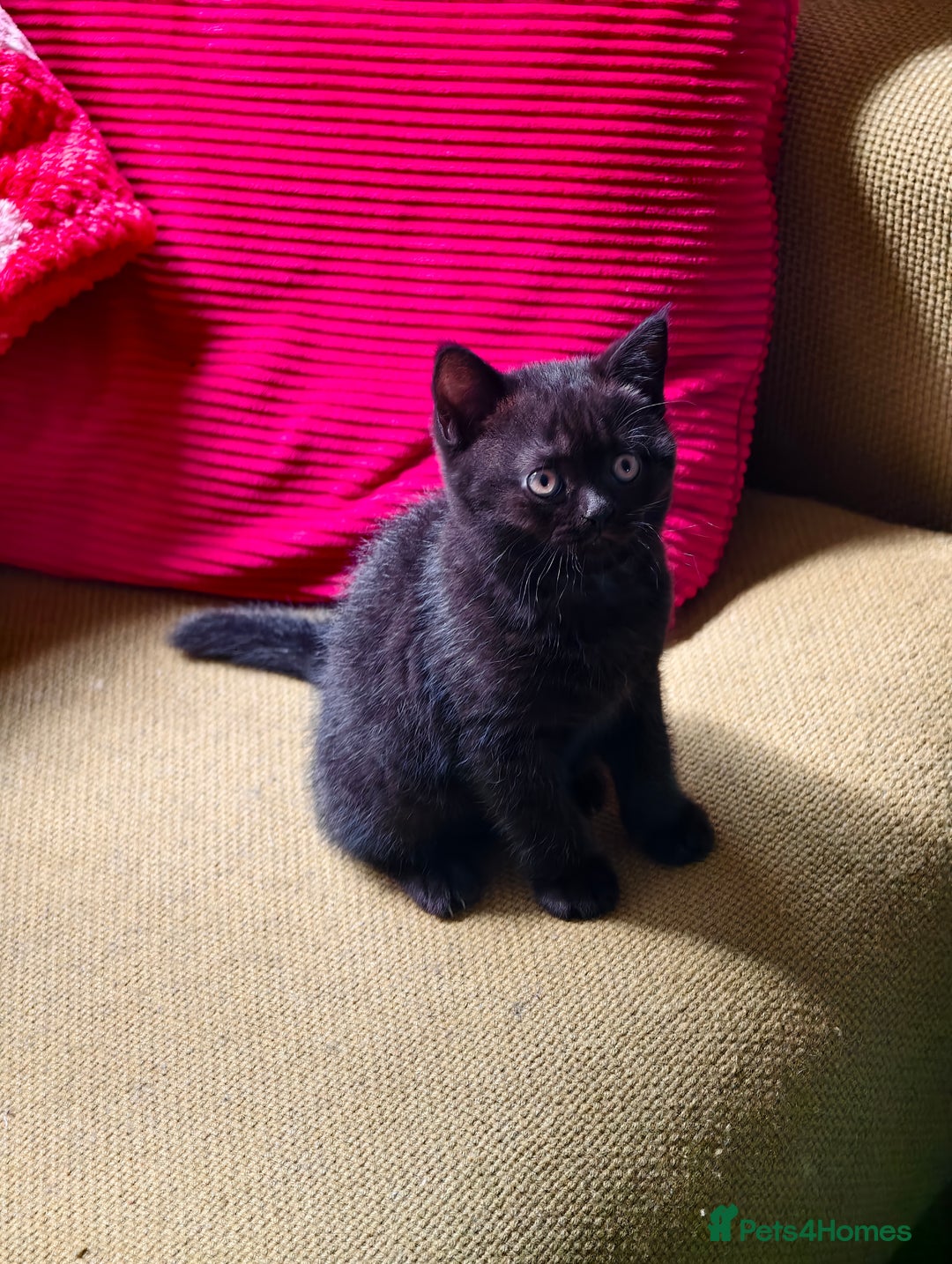 Scottish Fold cats for sale: 4 lovely kittens looking for new family  - Image 30