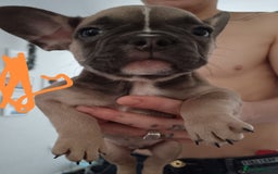French Bulldog dogs for sale: 1 male French bulldog  - Advert 1