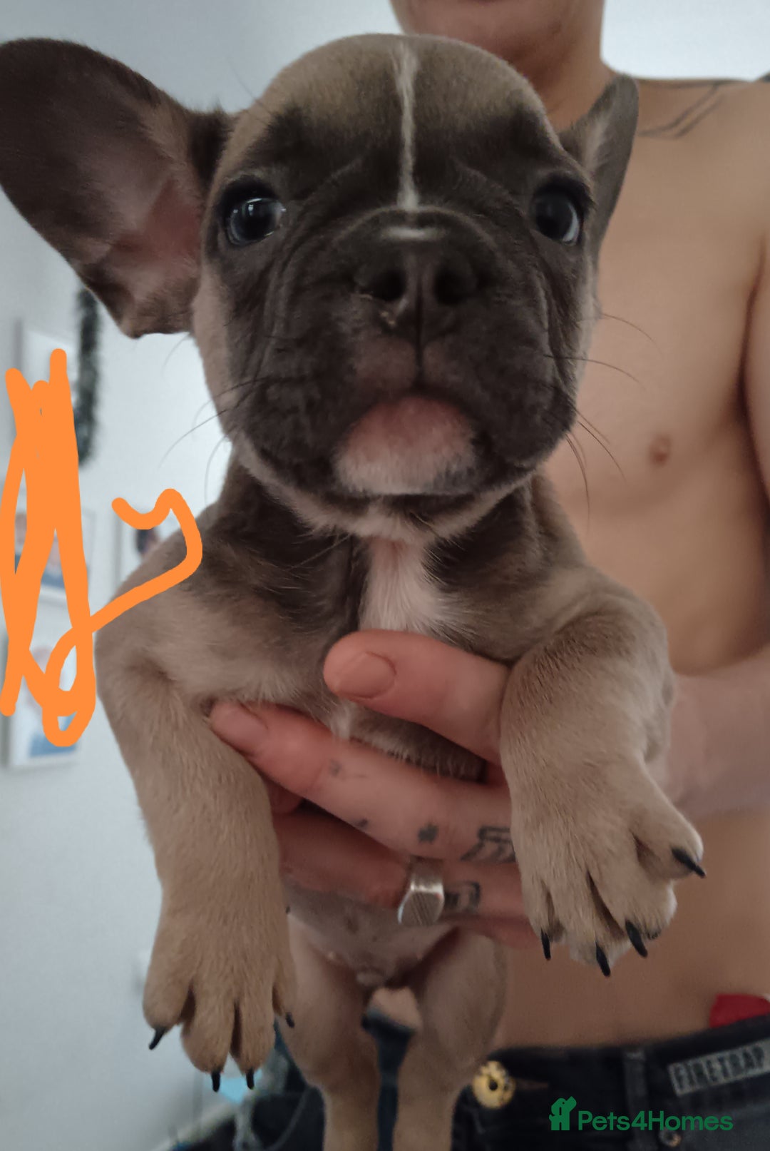 French Bulldog dogs for sale: 1 male French bulldog  - Advert 1