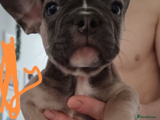 French Bulldog dogs 1 male French bulldog - Advert 1