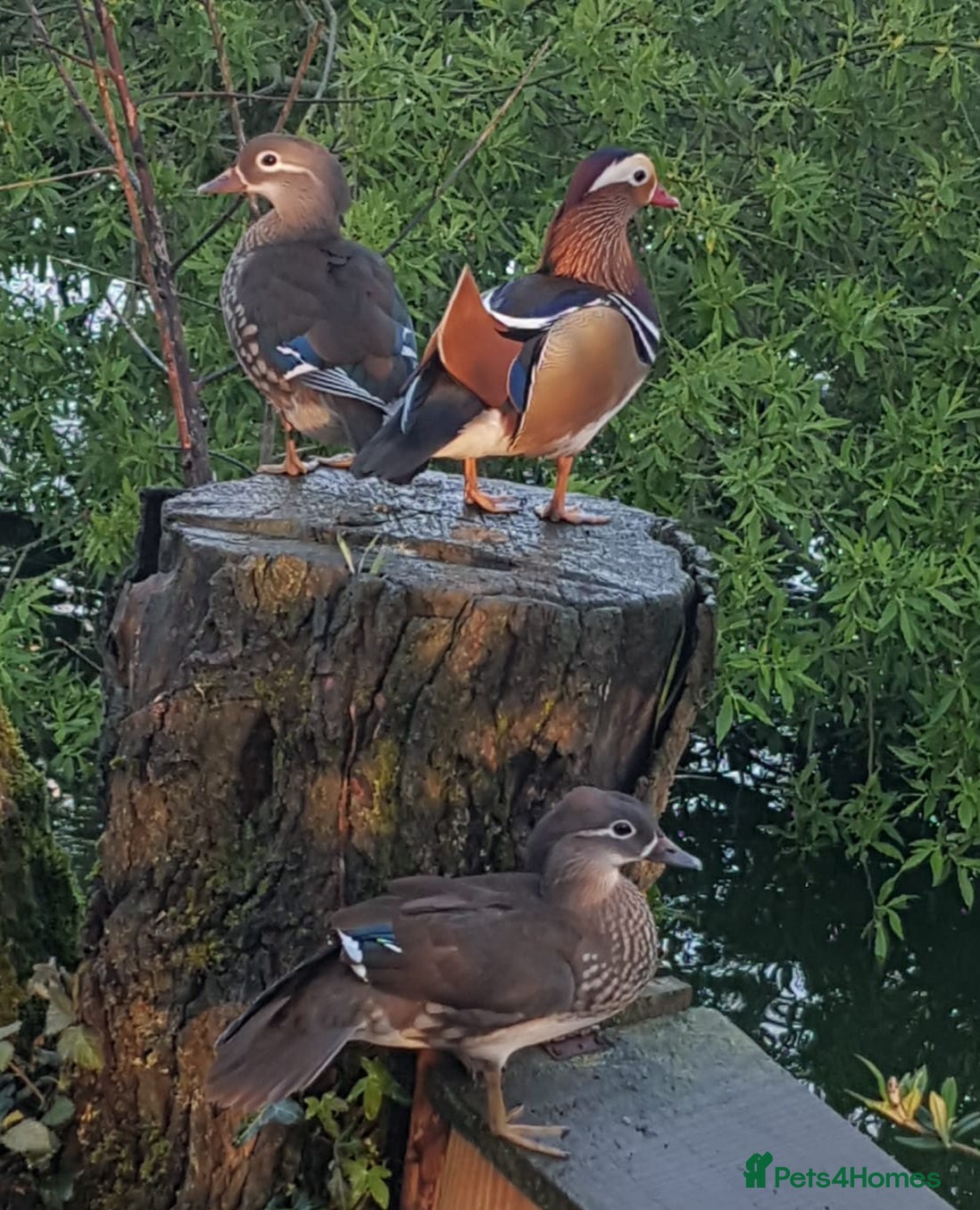 Waterfowl poultry Mandarin duck hatching eggs - Advert 2