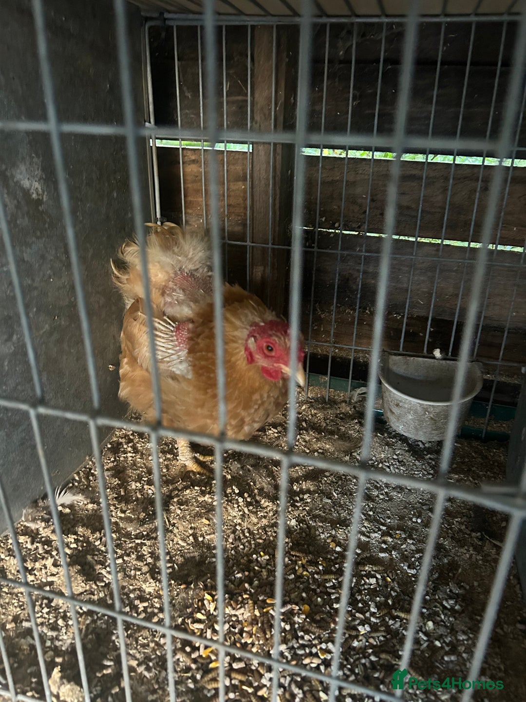 Chickens poultry for sale: Versus poultry  - Image 3