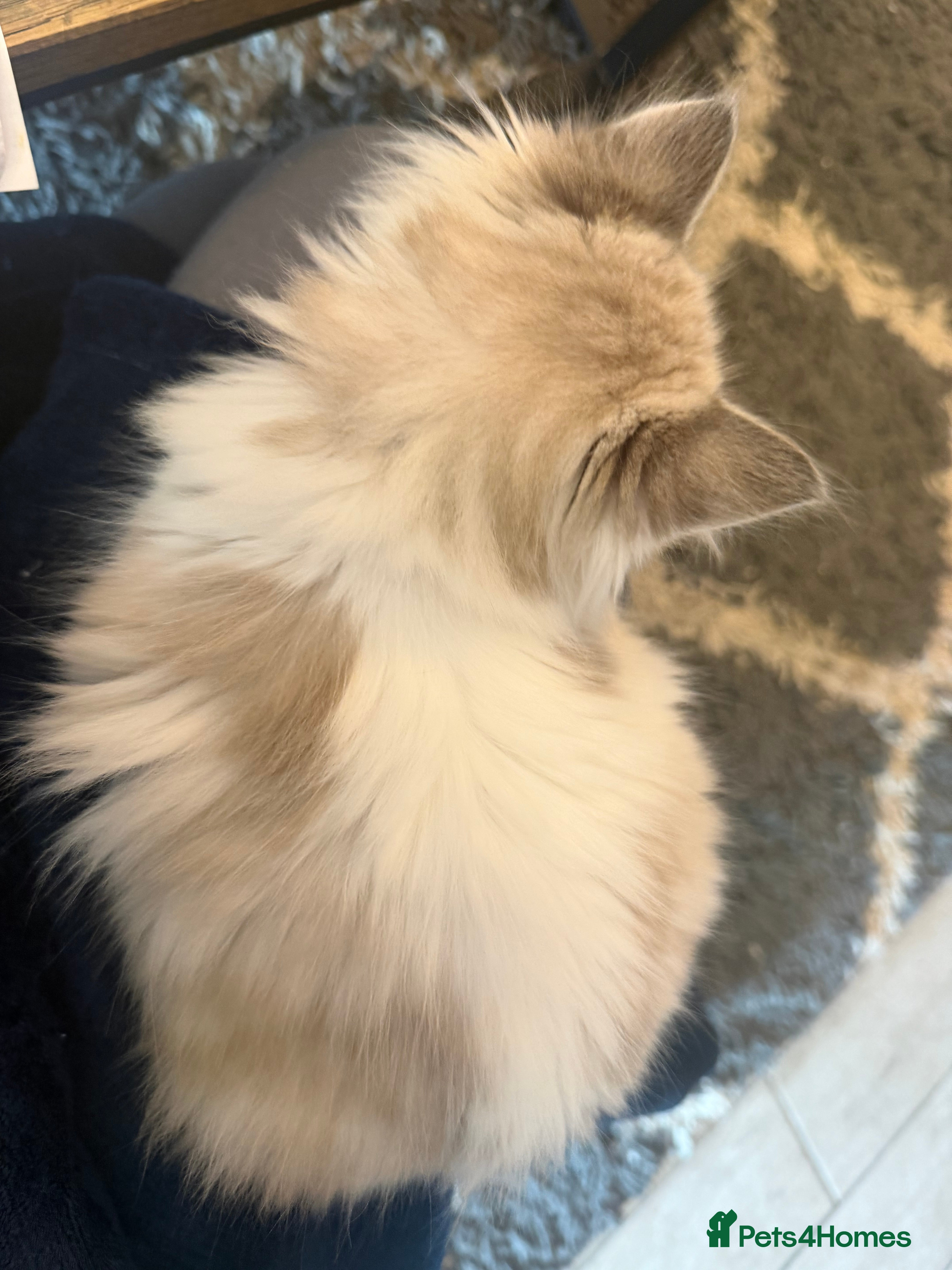 Ragdoll cats Stunning Ragdoll Kittens GCCF registered/Pedigree - Advert 2