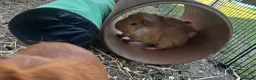 Guinea Pig rodents for sale: Two bonded males  - Advert 2
