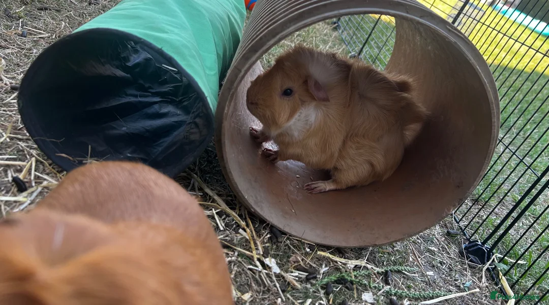 Guinea Pig rodents for sale: Two bonded males  - Advert 2