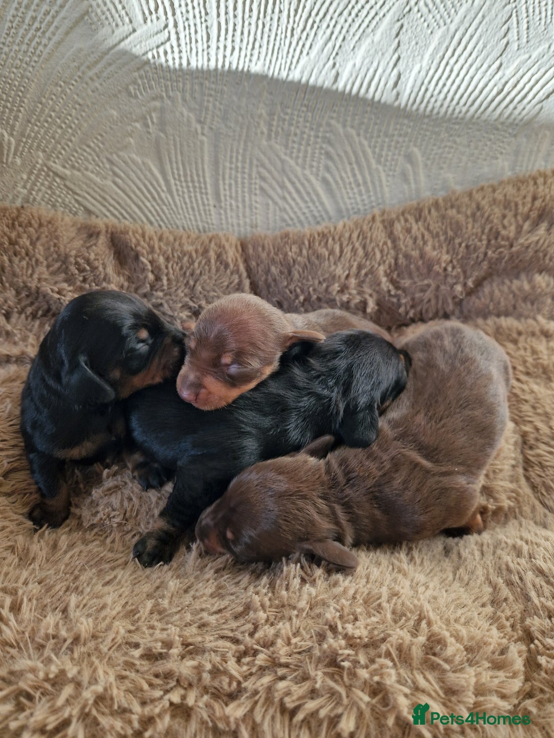 Miniature Dachshund dogs for sale: Beautiful Miniature Daschund Puppies For Sale - Advert 1