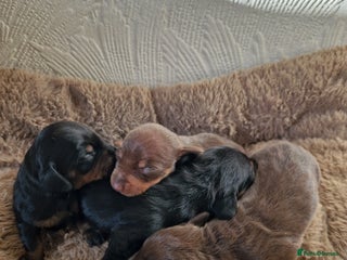 Miniature Dachshund dogs Beautiful Miniature Daschund Puppies For Sale - Advert 1