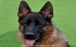 German Shepherd dogs for sale: 25 years experience breeding German Shepherds - Image 9