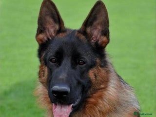 German Shepherd dogs - Advert 19