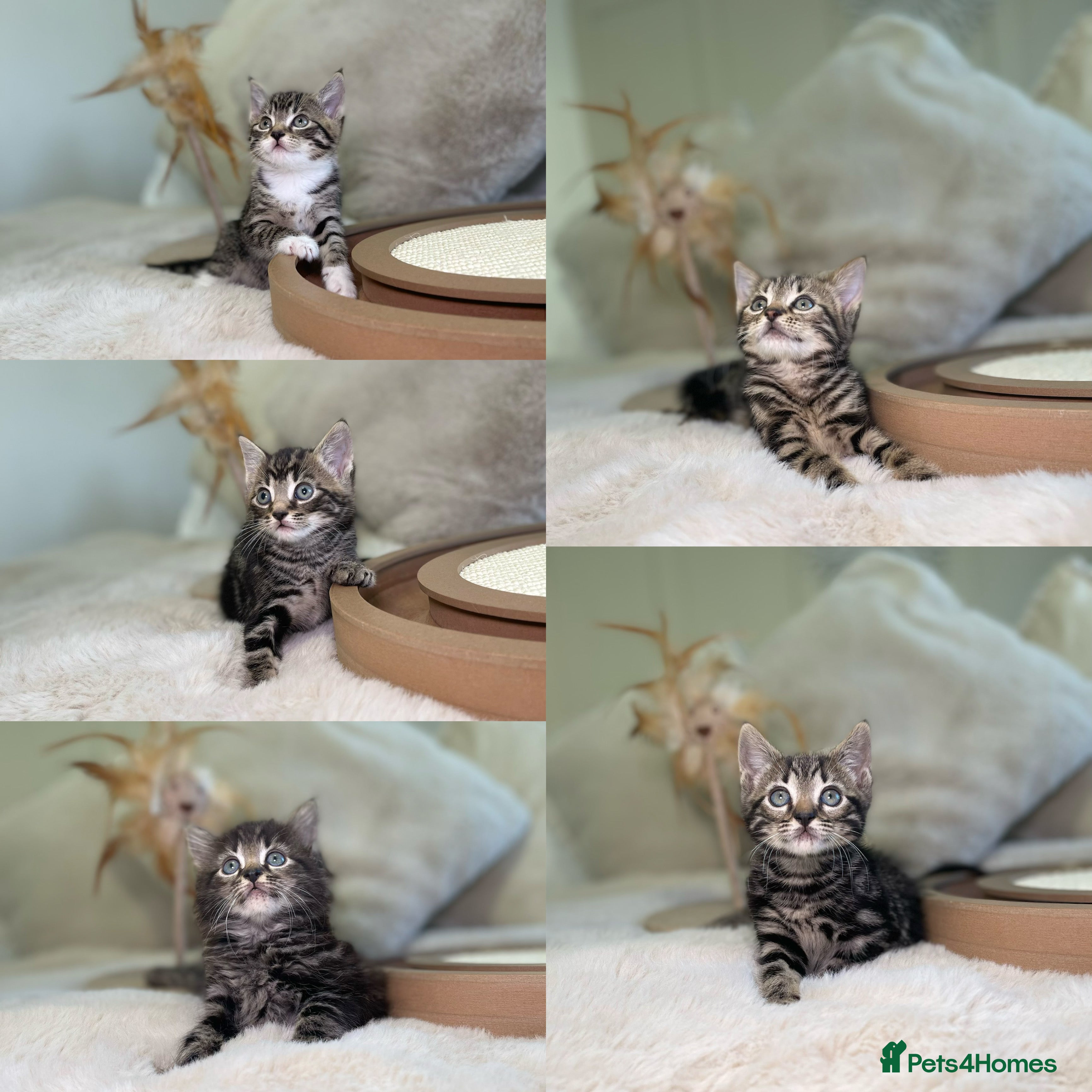 Mixed Breed cats Stunning kittens 8 weeks old ready now  - Advert 13