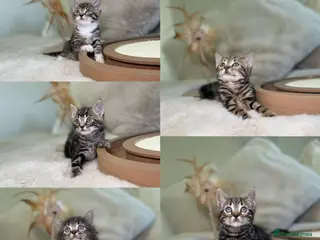 Mixed Breed cats Stunning kittens 8 weeks old ready now - Advert 6