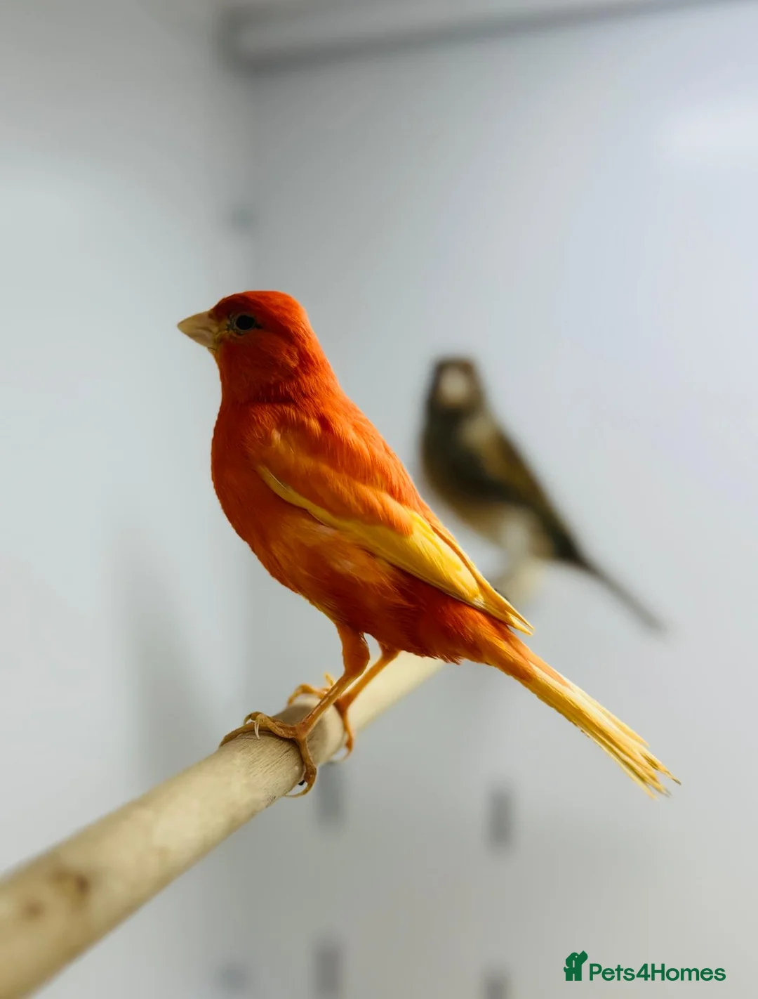 Canaries birds for sale: Red mosaic . Harlequin. Red factor - Advert 5