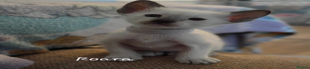 Raura