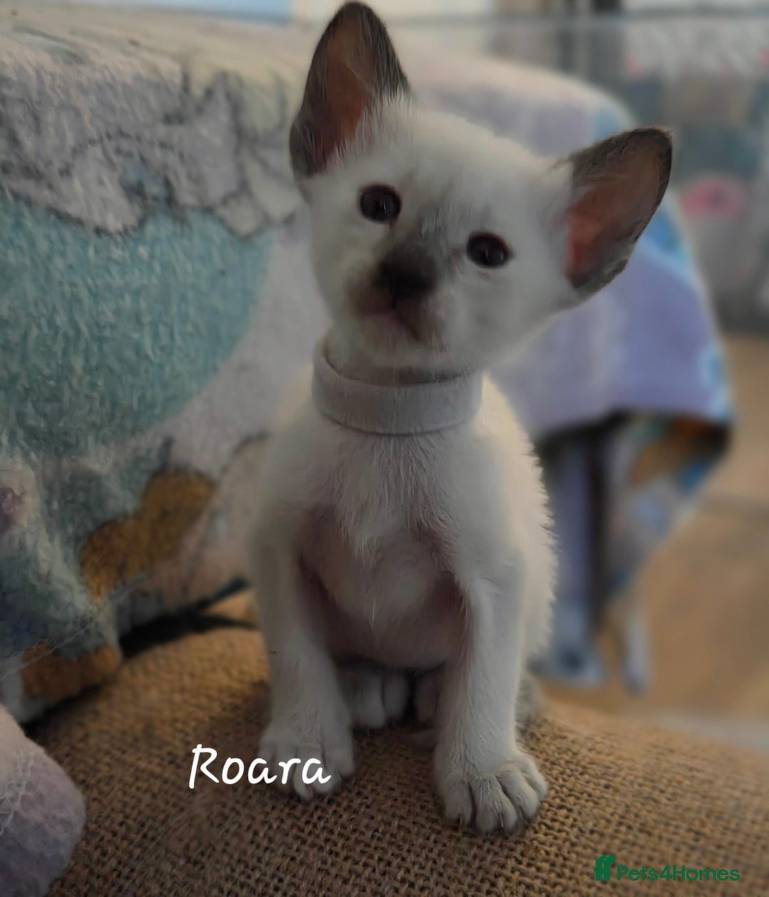 Siamese cats for sale: 8 super soft purebred GCCF reg Siamese - Image 22