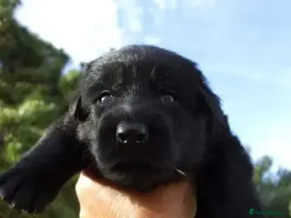 German Shepherd dogs Straight back KC registerd GSD pups - Advert 9