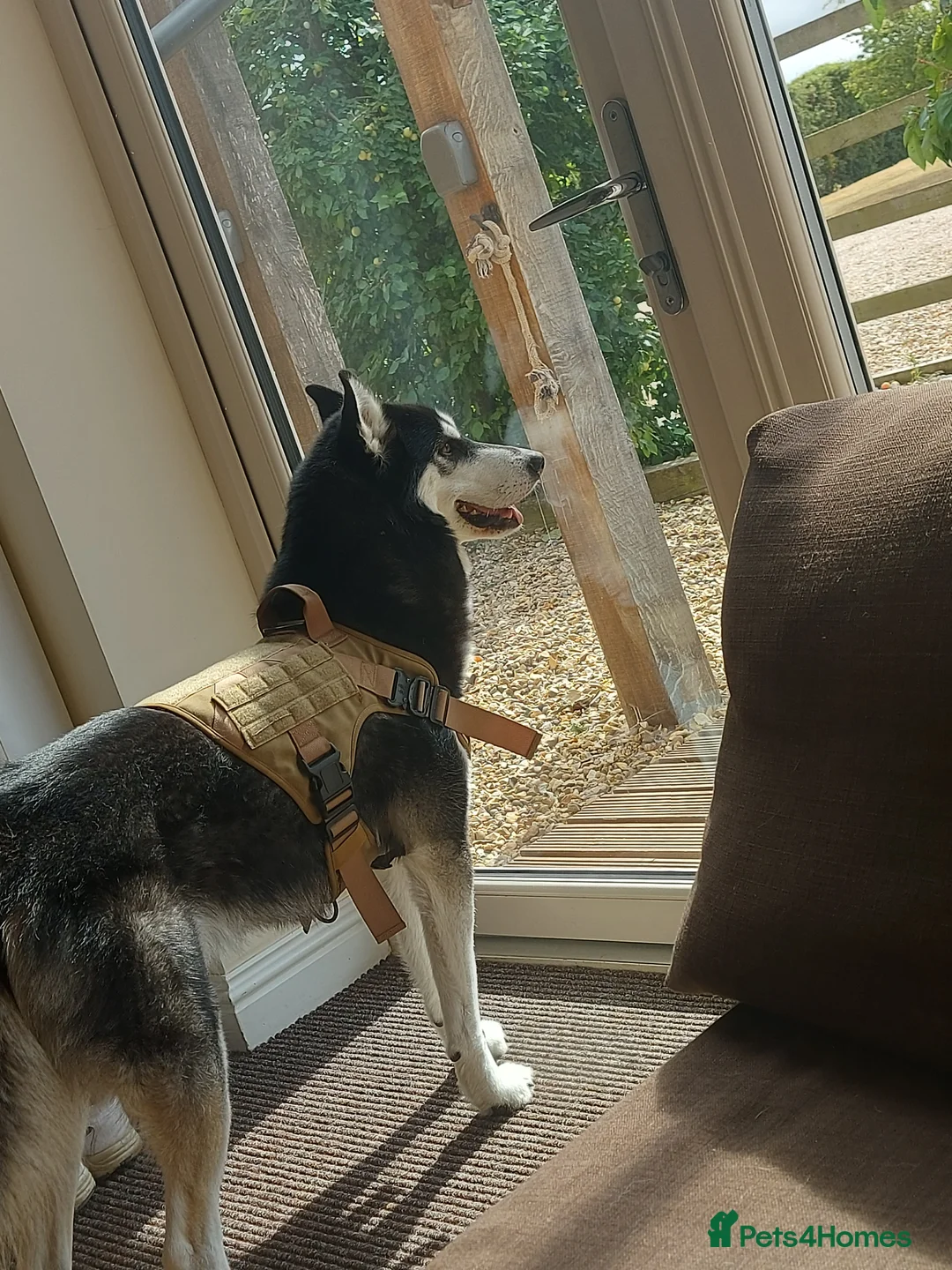 Siberian Husky dogs for stud: Shiloh, siberian husky for stud - Advert 4