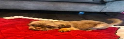 Shih Tzu dogs for sale: 10 month old imperial boy - Advert 3