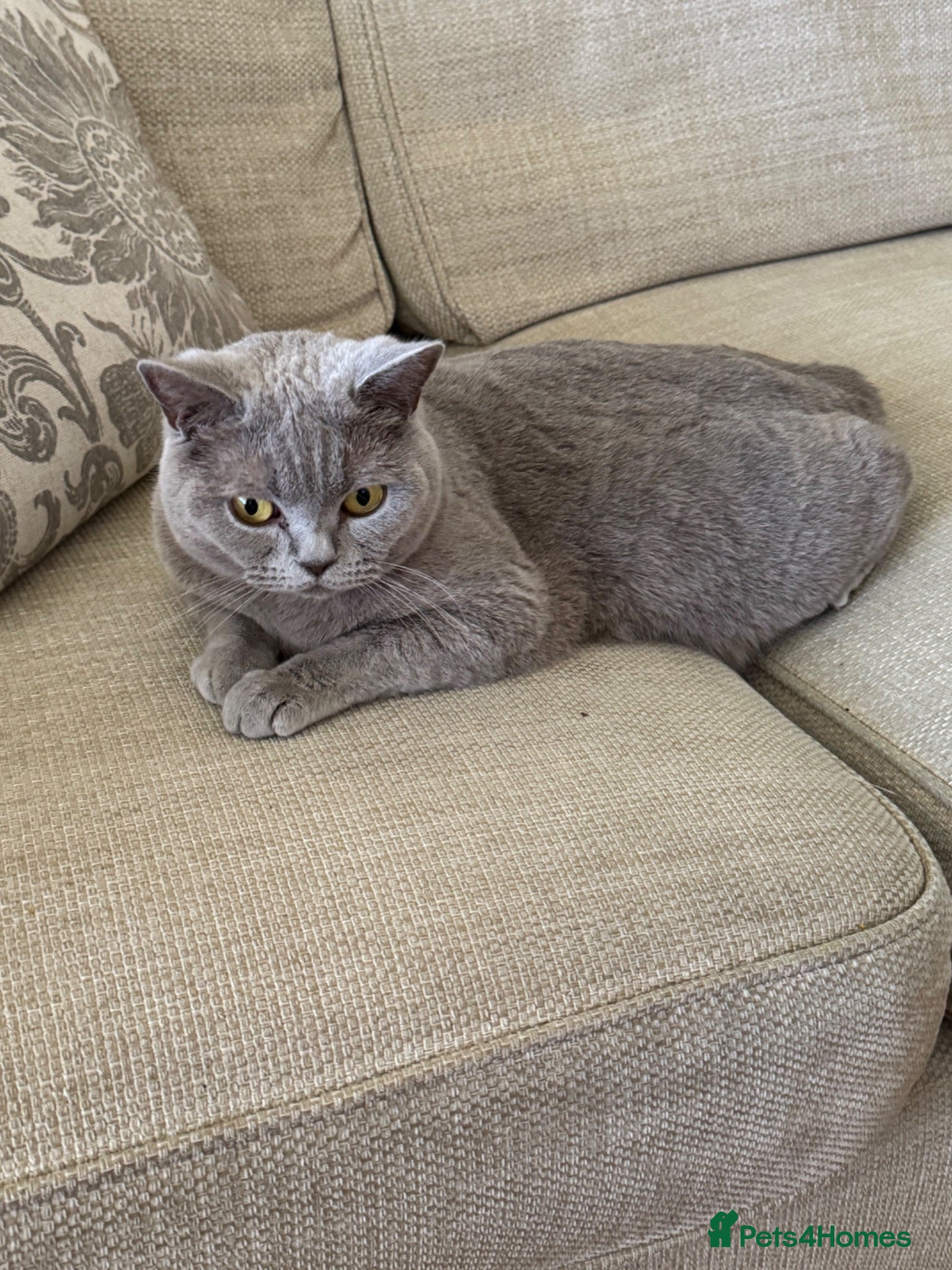 British Shorthair cats GCCF BSH Blue Kittens – Enquiries Now Open - Advert 2