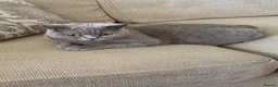 British Shorthair cats for sale: GCCF BSH Blue Kittens – Enquiries Now Open in Uckfield - Advert 2