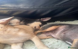 Chihuahua dogs for sale: Stunning chihuahua puppies  - Image 2