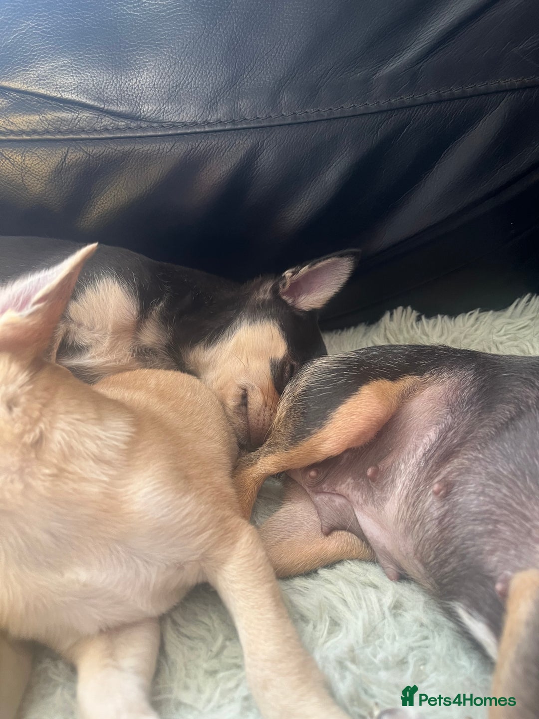 Chihuahua dogs for sale: Stunning chihuahua puppies  - Image 2