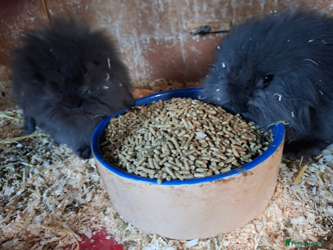 Mixed Breed rabbits for sale: Last Minilop, lionhead, mixed breed baby rabbits. - Image 12