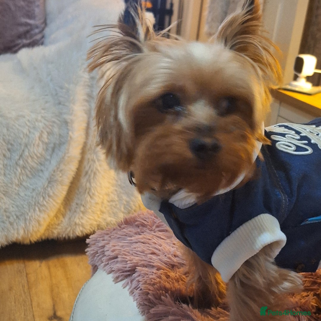 Yorkshire Terrier dogs for sale: 5 yr old mini yorkie - Image 2