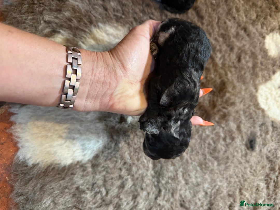 Toy Poodle dogs for sale: Pedigree Toy Poodle puppies, DNA tested parents - Image 28