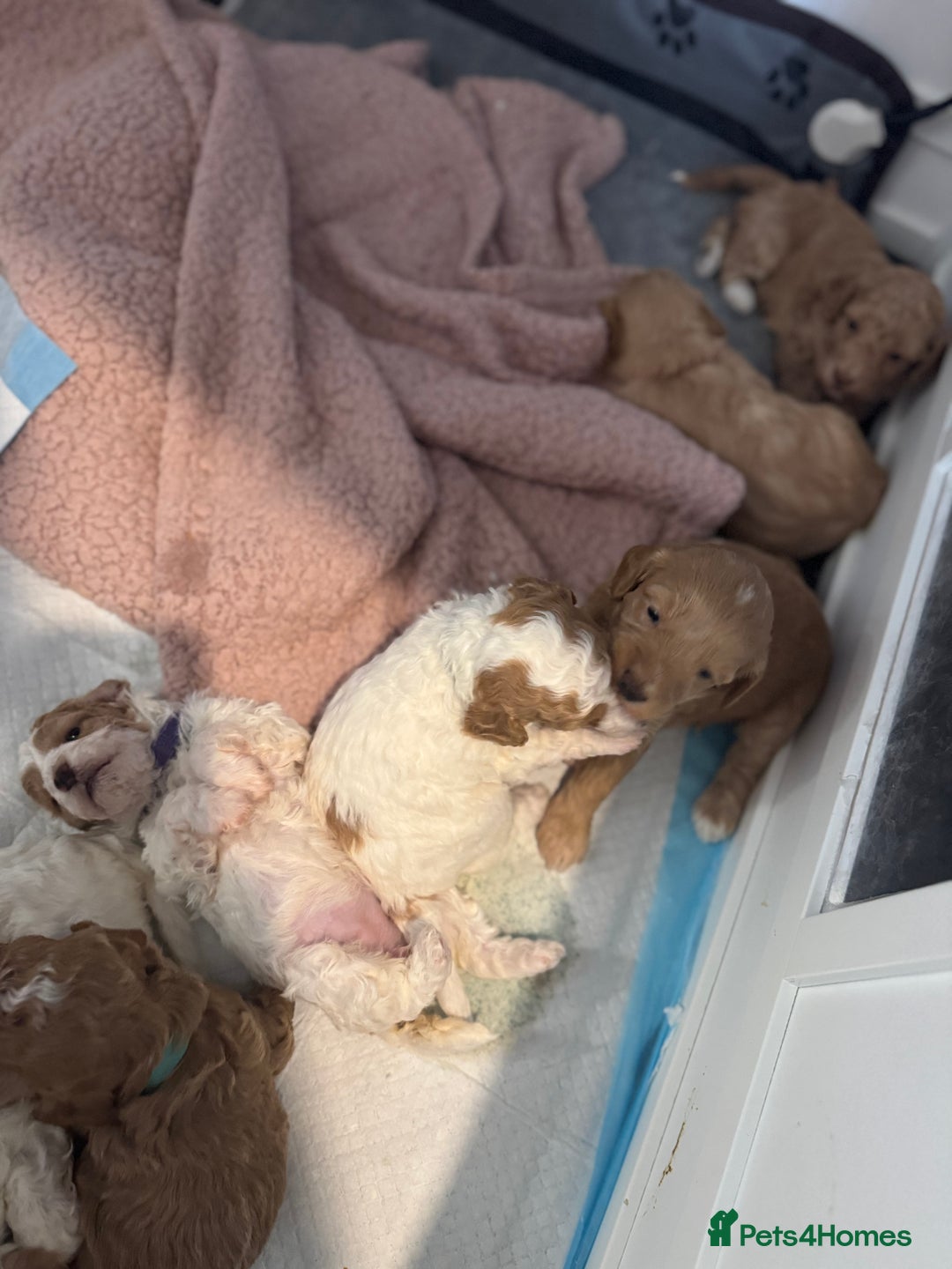 Cockapoo dogs for sale: Cockapoo puppies  - Image 6